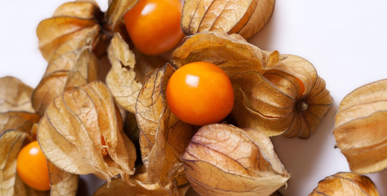 Anbauprojekte Physalis